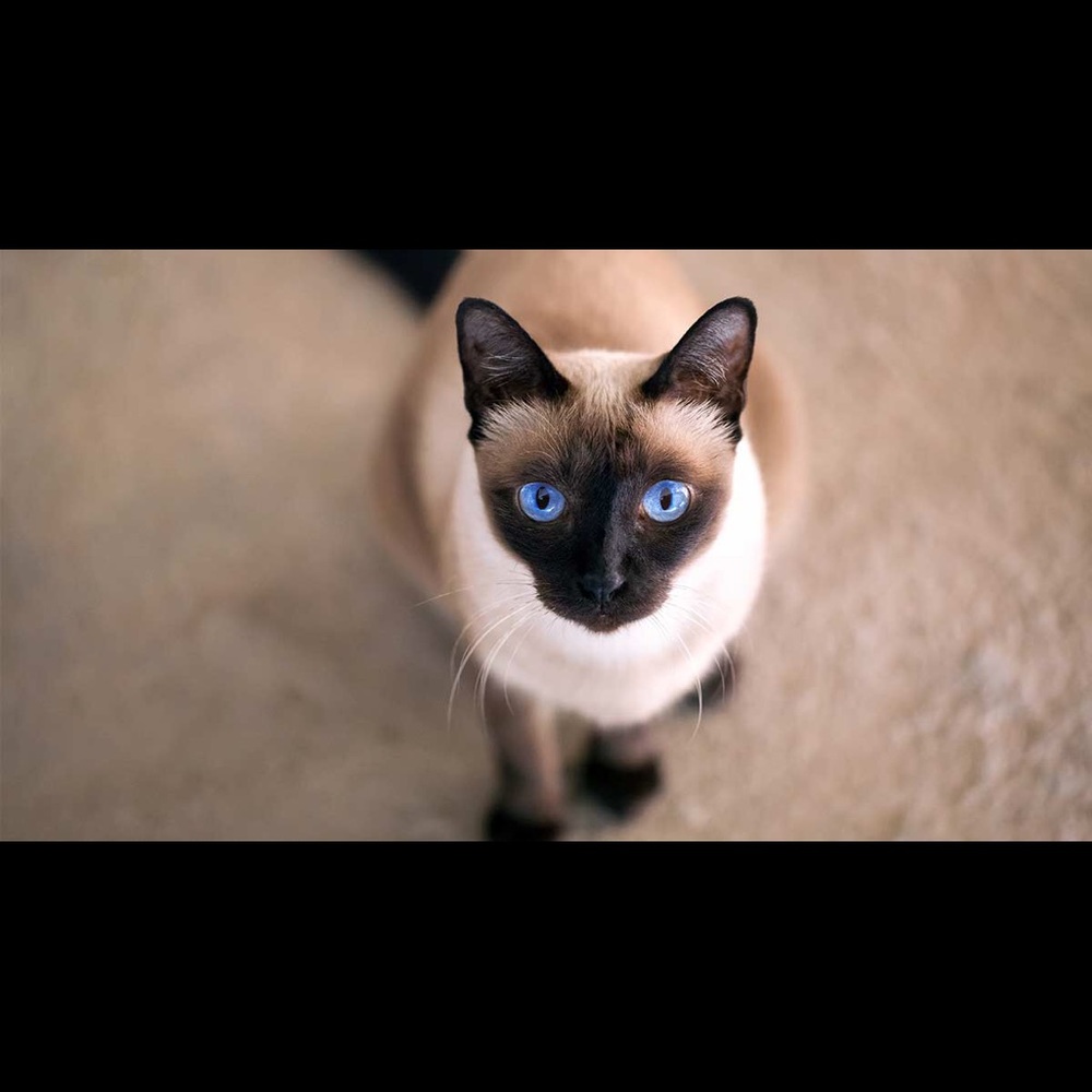 Meet your Posher, Theresa